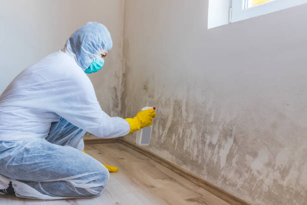 Licensed Mold Remediation service in Franklin, VA - WQB Mold Removal